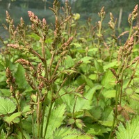 Astilbe chinensis 'Finale'